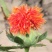 新红花种子红花籽草红花籽一斤起批包邮