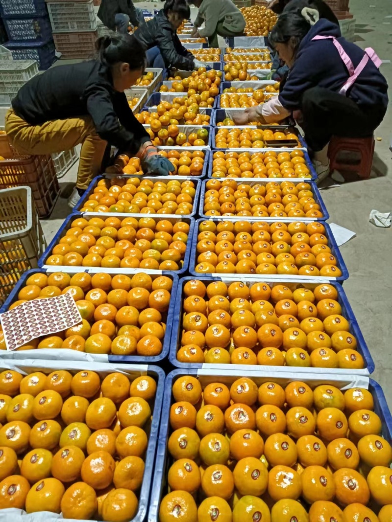 蜜橘供应电商团购，渠道，商超，快递一件代发