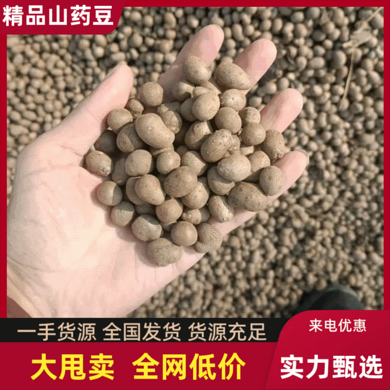 精品山药豆25年新下新鲜精品电商加工厂批发。专用。