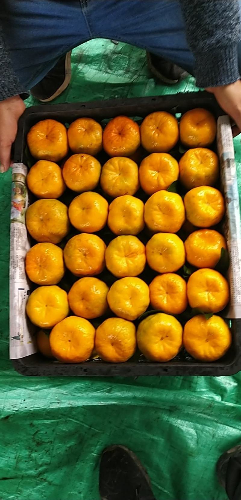 椪柑口感甜，供应电商团购，渠道，商超，快递一件代发