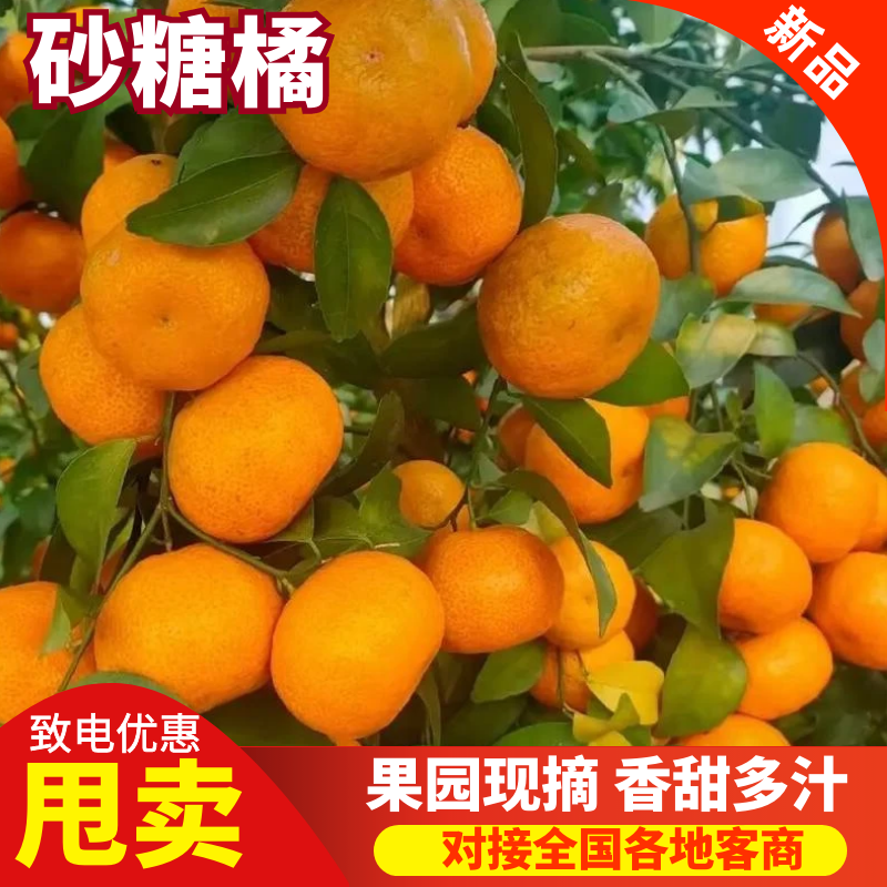 广西砂糖橘品质保证服务周到产地直发价格美丽