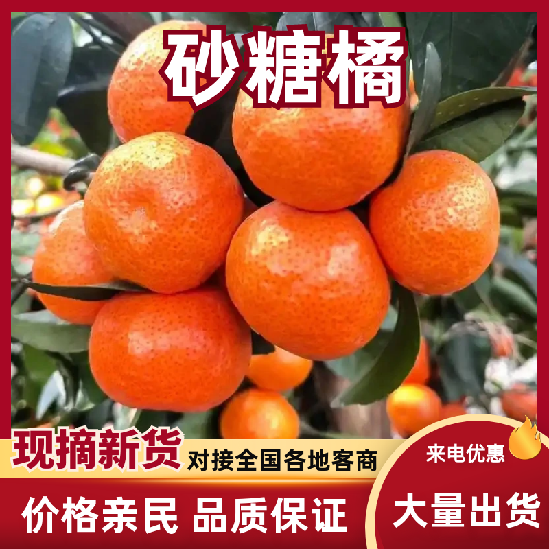 广西砂糖橘品质保证服务周到产地直发价格美丽