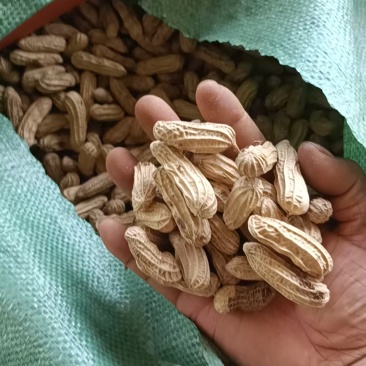 【热卖中】带壳七彩花生黑花生，花生米产地一手货源稳定供应
