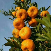 精品芦柑保质保量供应电商团购，渠道，商超，快递一件代发