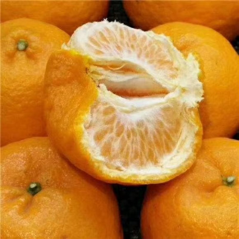 精品芦柑保质保量供应电商团购，渠道，商超，快递一件代发