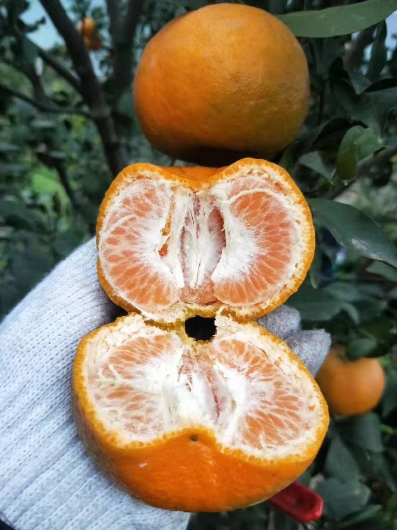 精品芦柑保质保量供应电商团购，渠道，商超，快递一件代发