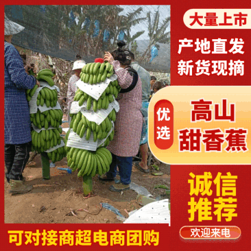 高山甜香蕉大量有货基地直供现摘现发品质优可对接商超欢迎咨