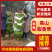 高山甜香蕉大量有货基地直供现摘现发品质优可对接商超欢迎咨