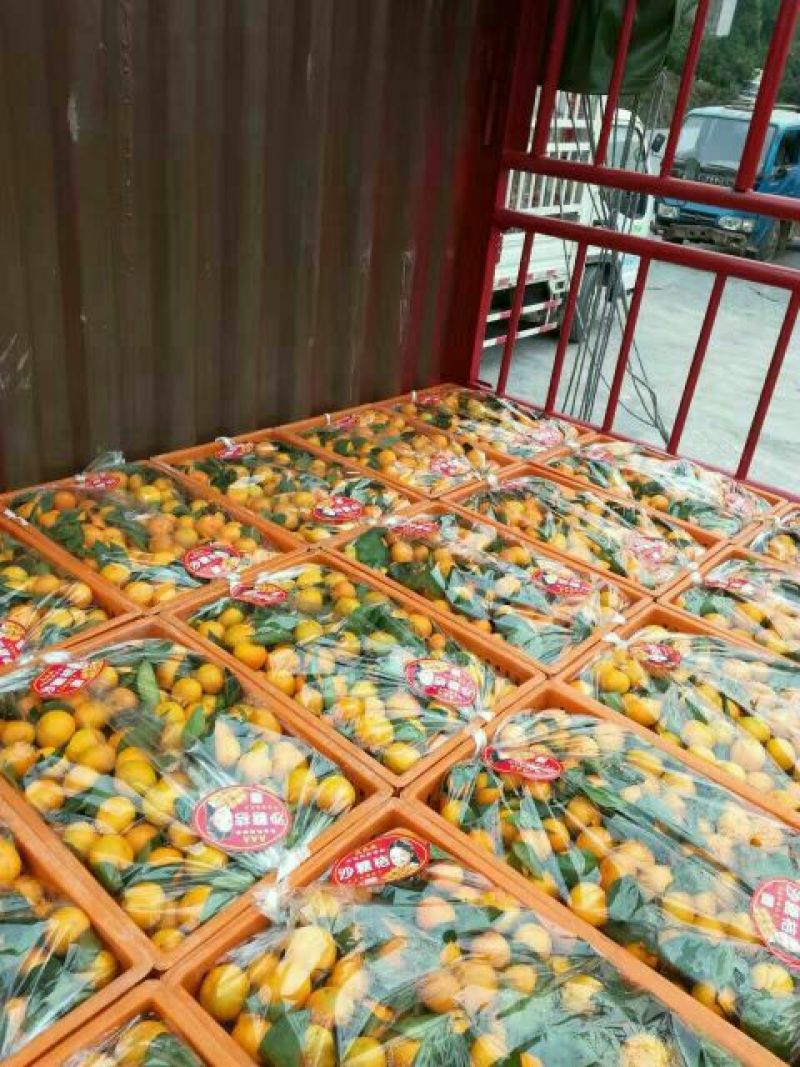 砂糖橘供应电商团购，渠道，商超，快递一件代发，品质保证