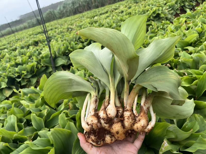 化州沙姜，大量新鲜现货速发，产品保质保量，欢迎选购