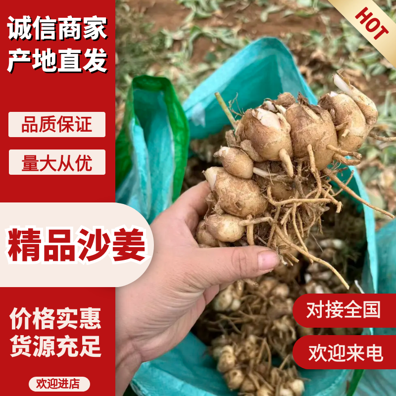 化州沙姜，大量新鲜现货速发，产品保质保量，欢迎选购