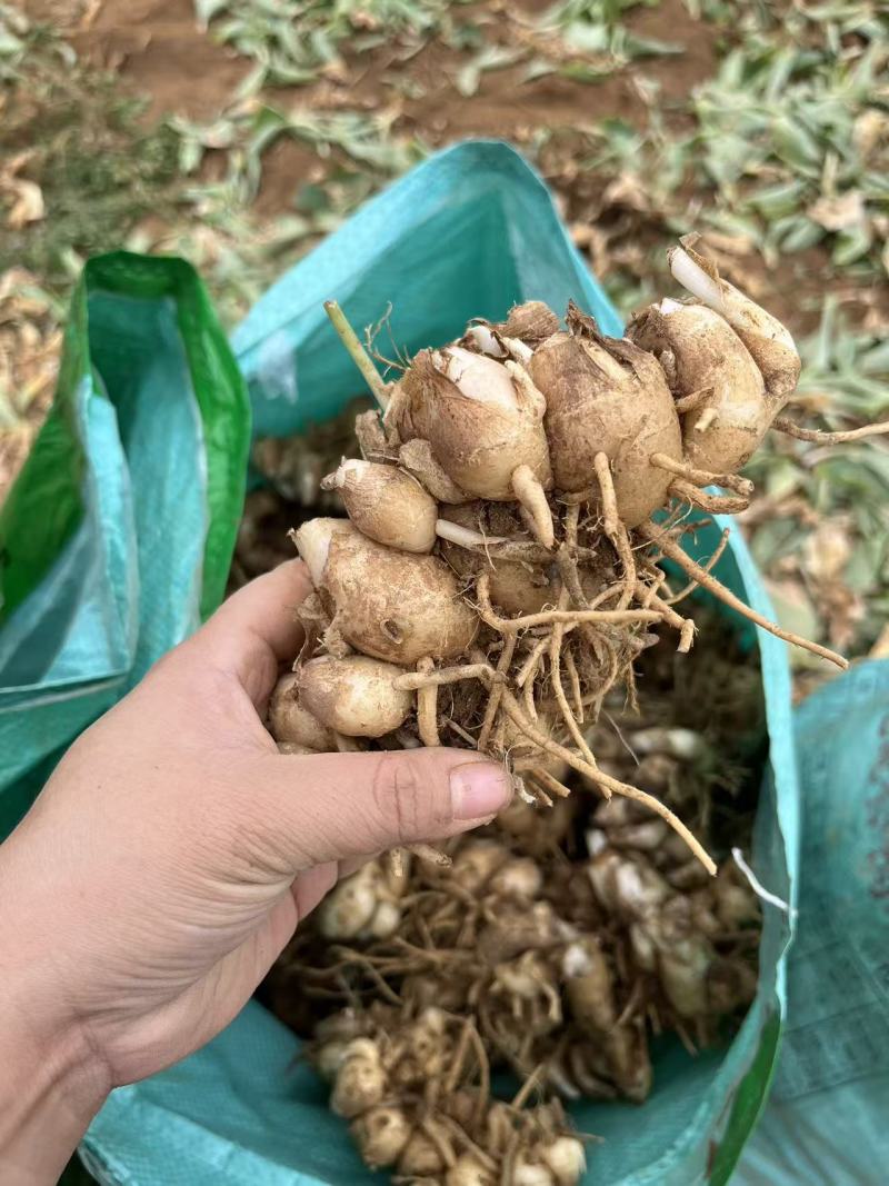 化州沙姜，大量新鲜现货速发，产品保质保量，欢迎选购