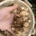 化州沙姜，大量新鲜现货速发，产品保质保量，欢迎选购