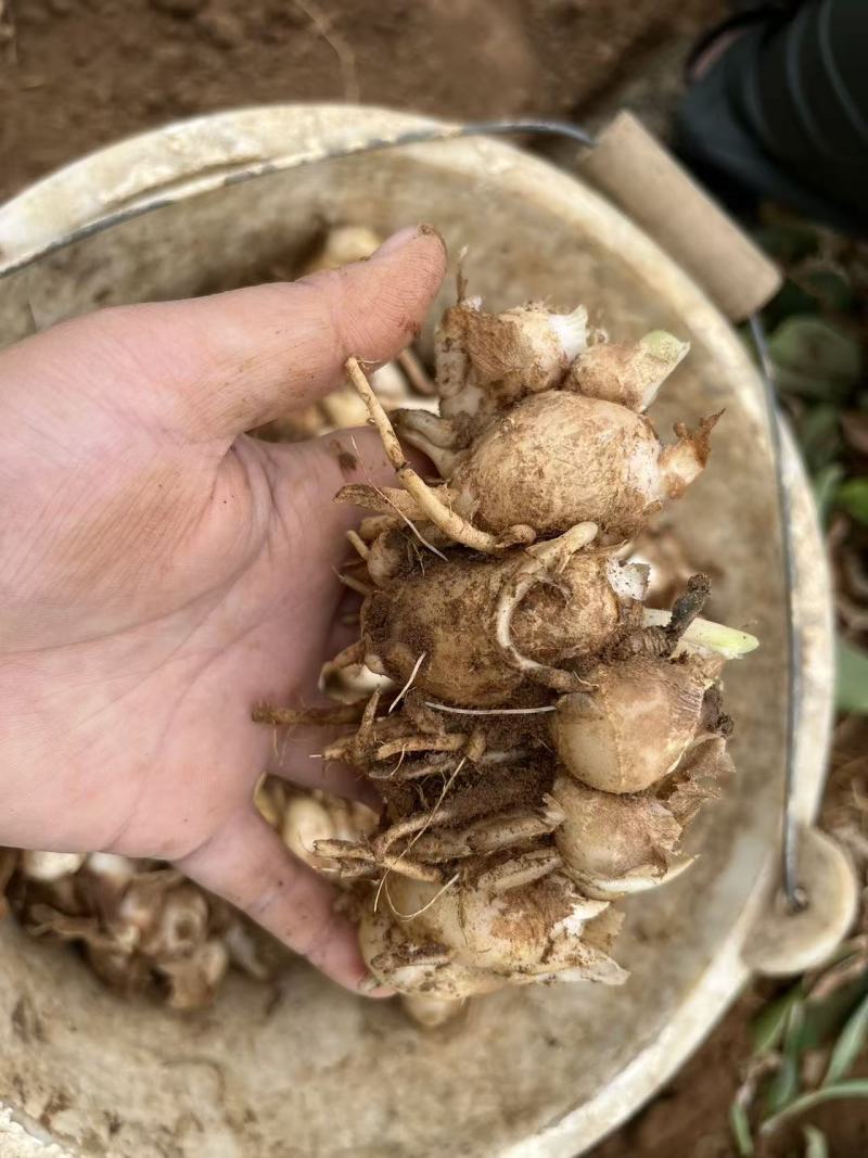 化州沙姜，大量新鲜现货速发，产品保质保量，欢迎选购
