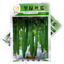 翠绿丝瓜种子早熟棱角丝瓜种子座果能力强肉质脆嫩微甜基地用