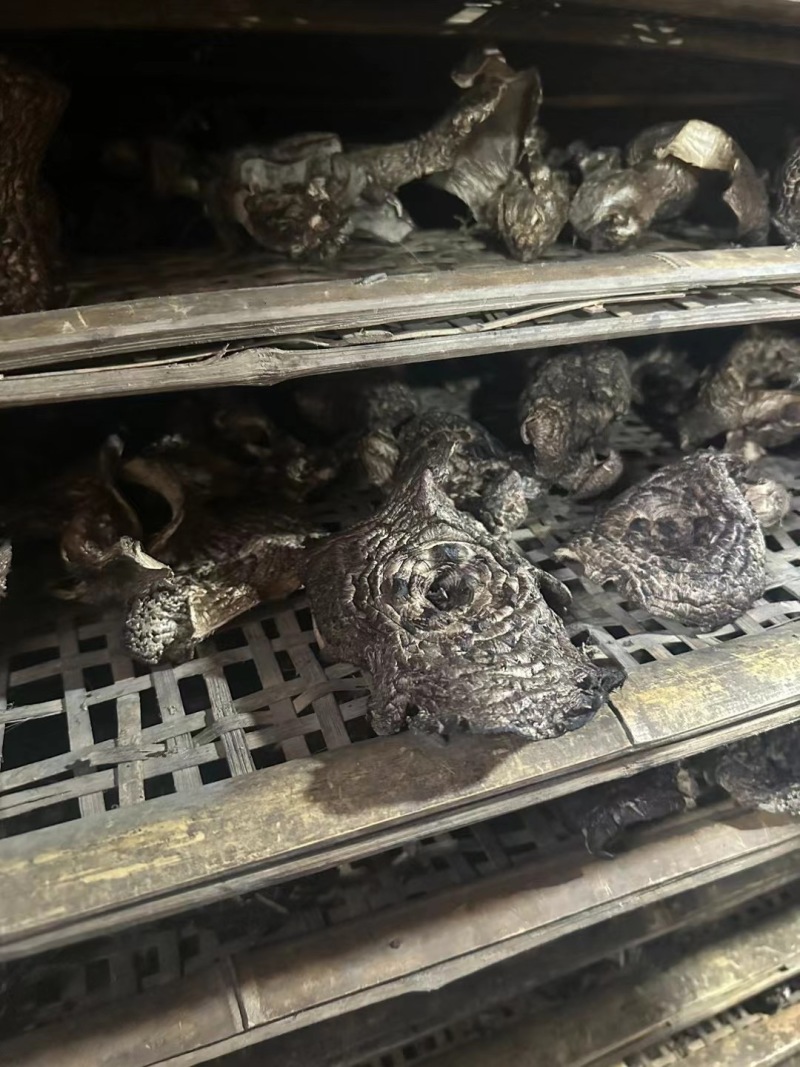 【热卖】黑虎掌保质保量价格优惠欢迎各大老板采购咨询