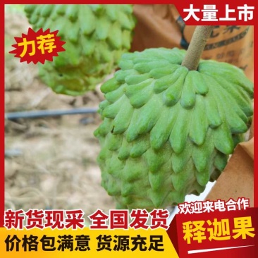 【优选推荐】云南释迦果释迦果一手货源品质保障可看货