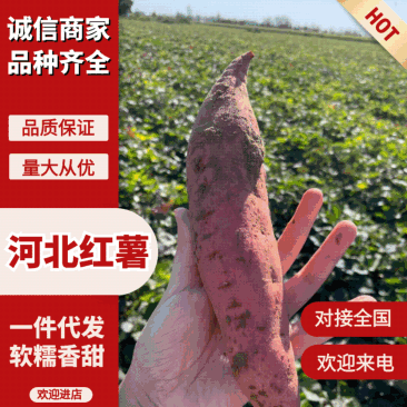 【河北红薯】河北西瓜红/沙地西瓜红/电商团购一件也是批发