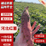 【河北红薯】河北西瓜红/沙地西瓜红/电商团购一件也是批发
