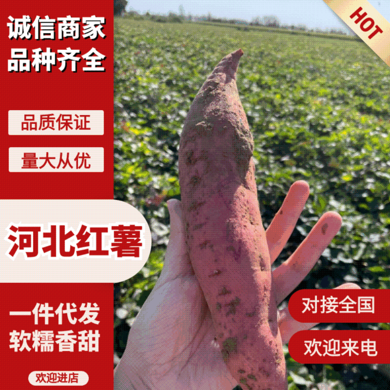 【河北红薯】河北西瓜红/沙地西瓜红/电商团购一件也是批发