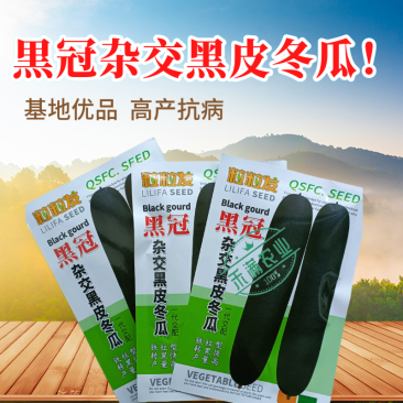 黒冠杂交黑皮冬瓜种子广东广西特大巨型高产铁柱型黑皮冬