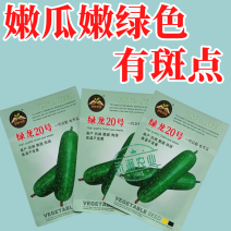 【广东毛节瓜】早熟杂交高产毛节瓜种子抗病强结瓜多脆甜可口