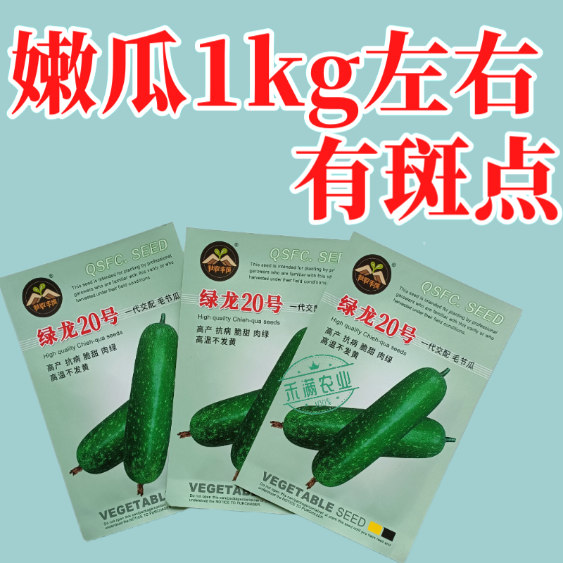 【广东毛节瓜】早熟杂交高产毛节瓜种子抗病强结瓜多脆甜可口