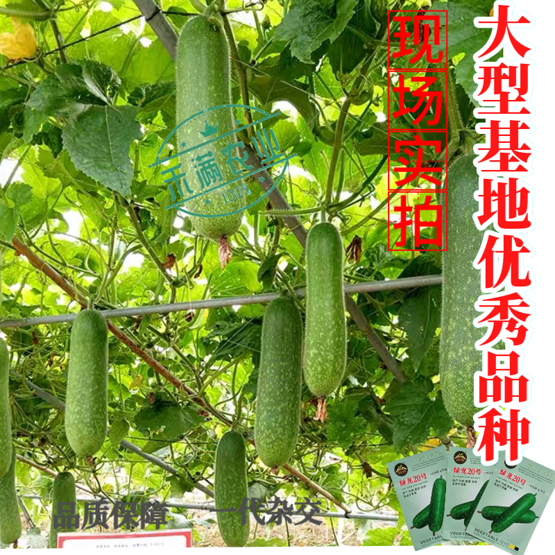 【广东毛节瓜】早熟杂交高产毛节瓜种子抗病强结瓜多脆甜可口