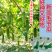 【广东毛节瓜】早熟杂交高产毛节瓜种子抗病强结瓜多脆甜可口