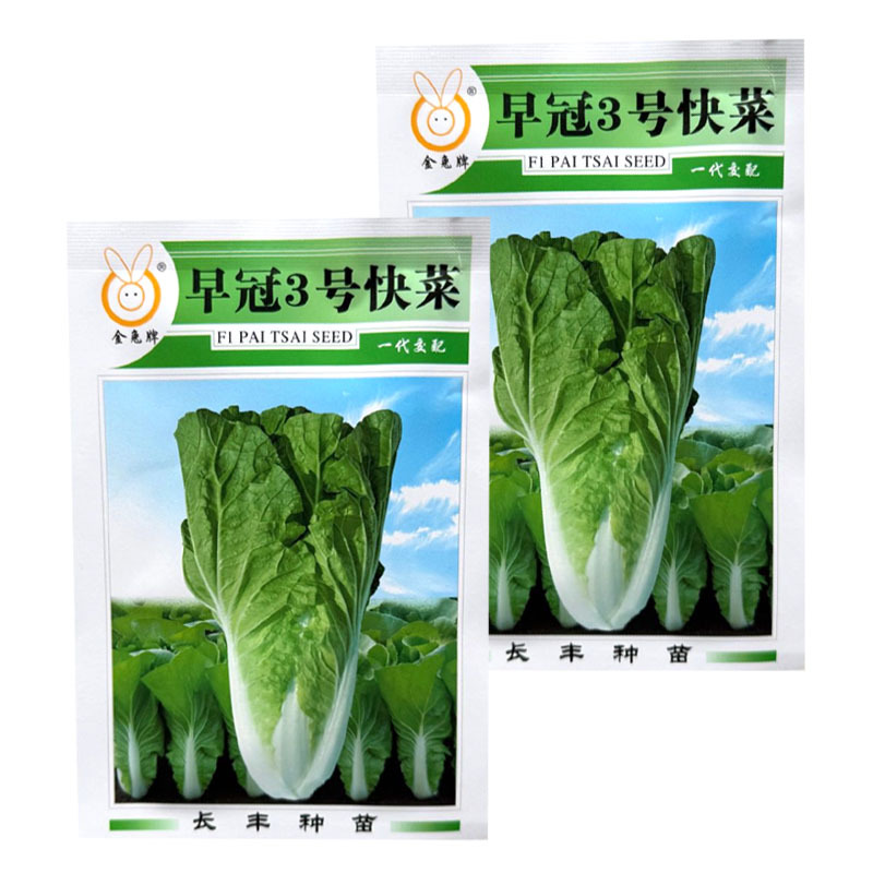 早冠3号快菜种子杂交小白菜种籽叶柄宽白生长速度快