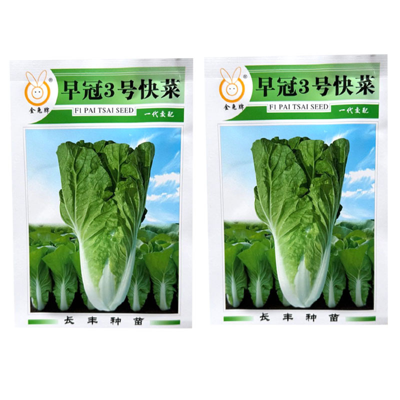 早冠3号快菜种子杂交小白菜种籽叶柄宽白生长速度快