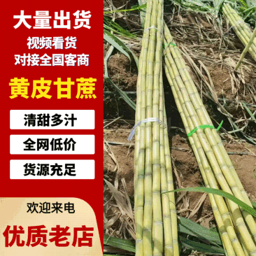 云南黄皮甘蔗大量现货供应，甘甜多汁，品质保证，实力代办