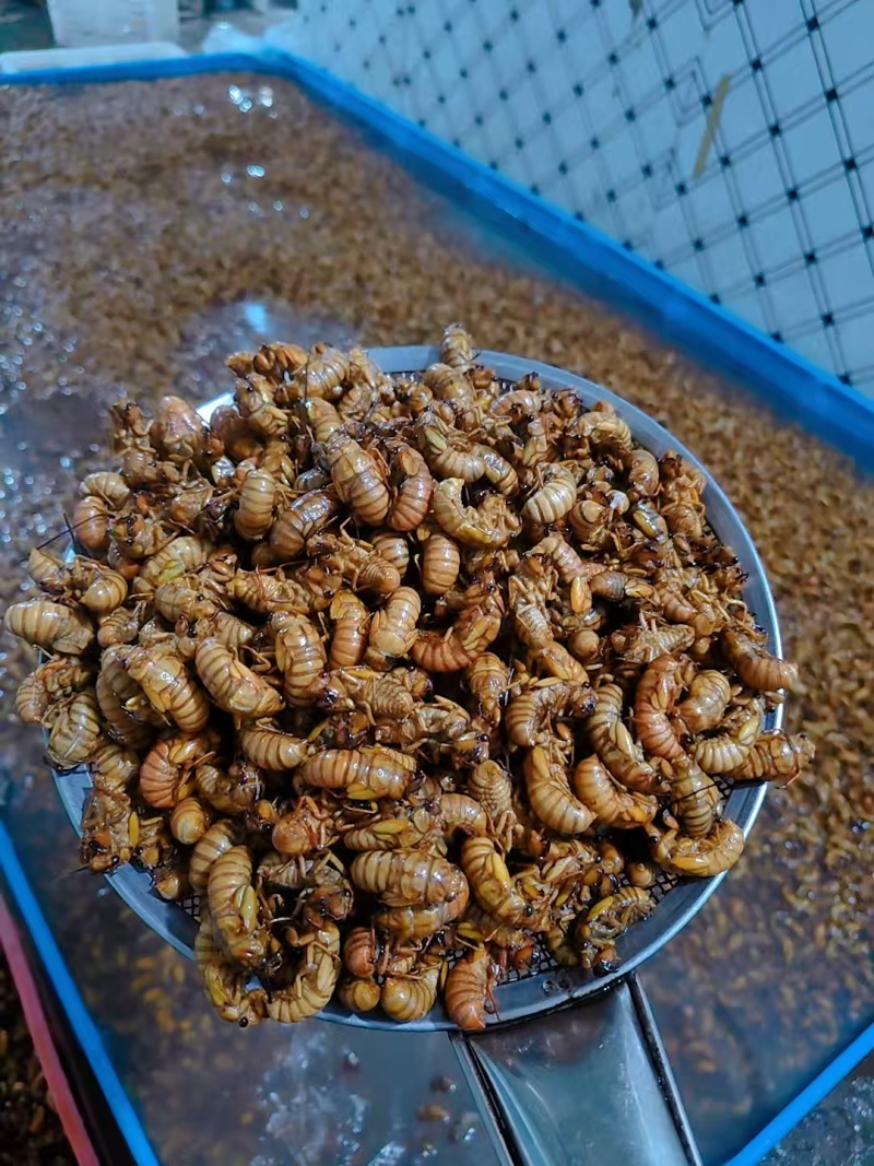 【招牌】山东优质金蝉养殖基地直发可对接商超饭店