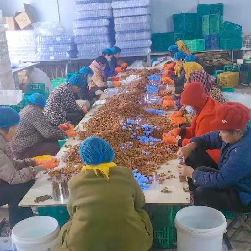 【招牌】山东优质金蝉养殖基地直发可对接商超饭店