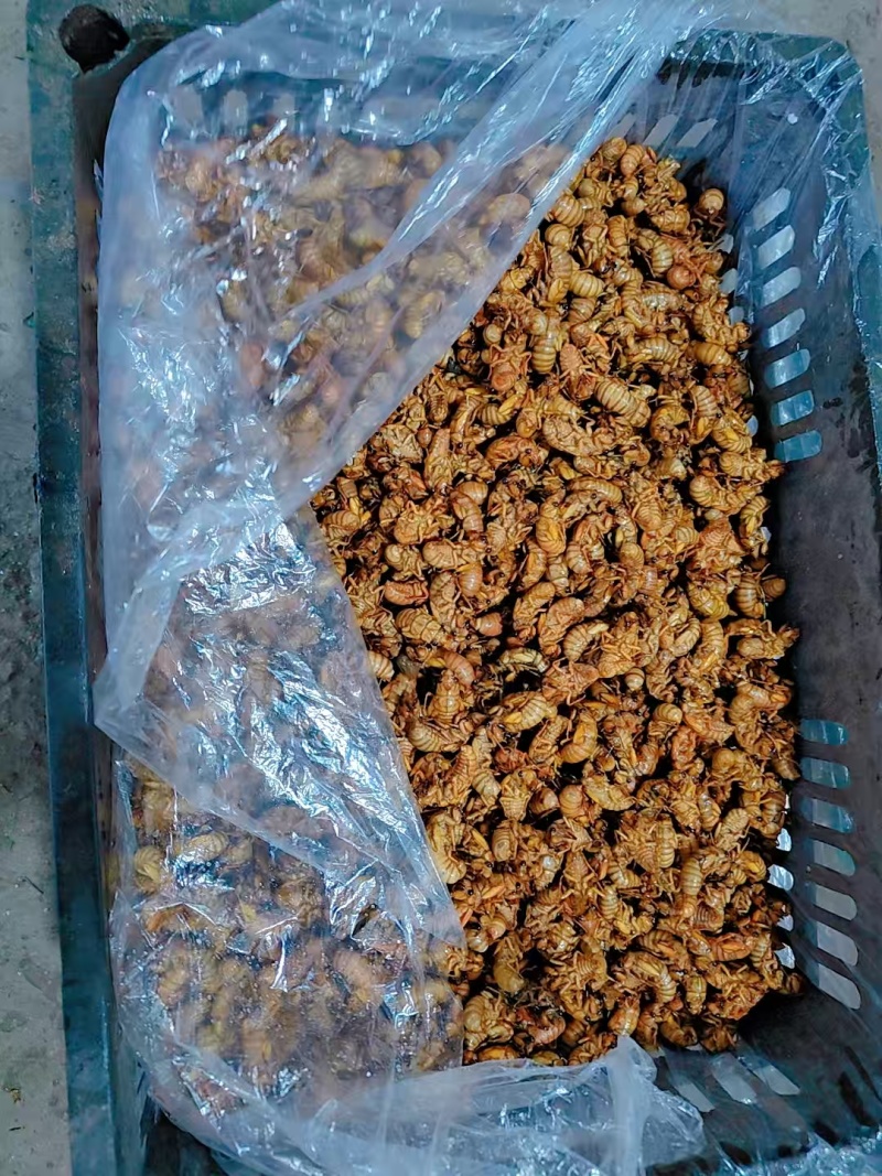 【招牌】山东优质金蝉养殖基地直发可对接商超饭店