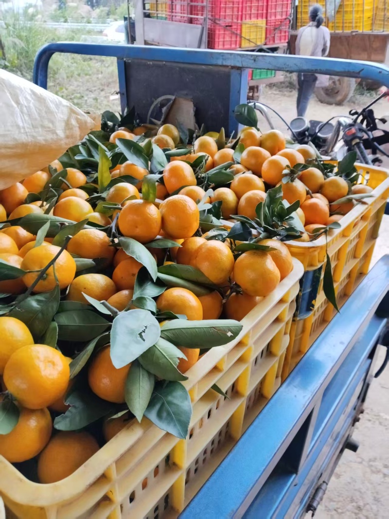 湖南精品柑桔/蜜橘/大量上市/产地直发/欢迎老板咨询