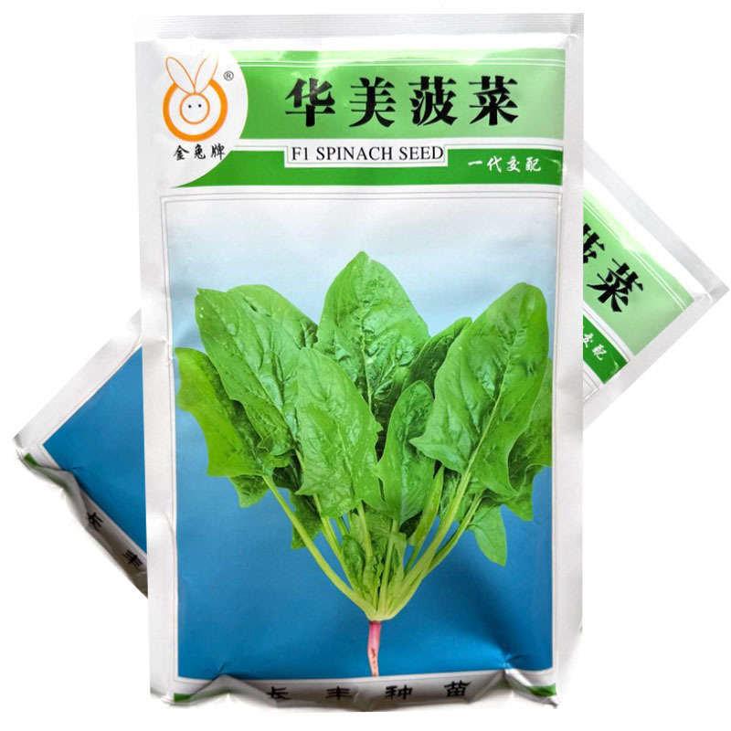 华美菠菜种子杂交早熟大叶菠菜种子半直立耐热大田基地种植