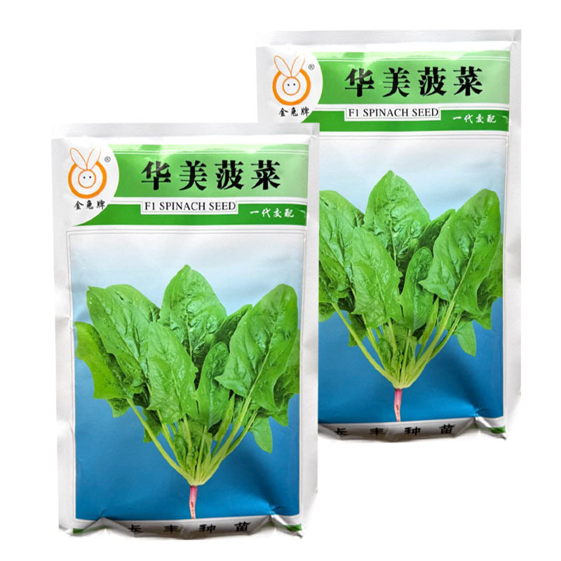 华美菠菜种子杂交早熟大叶菠菜种子半直立耐热大田基地种植