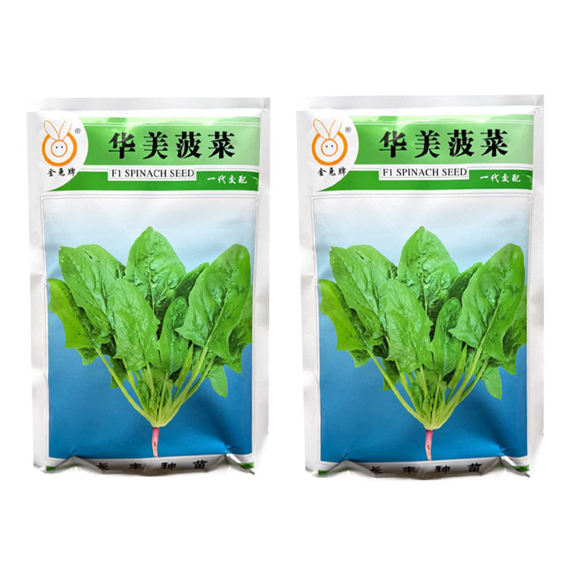 华美菠菜种子杂交早熟大叶菠菜种子半直立耐热大田基地种植