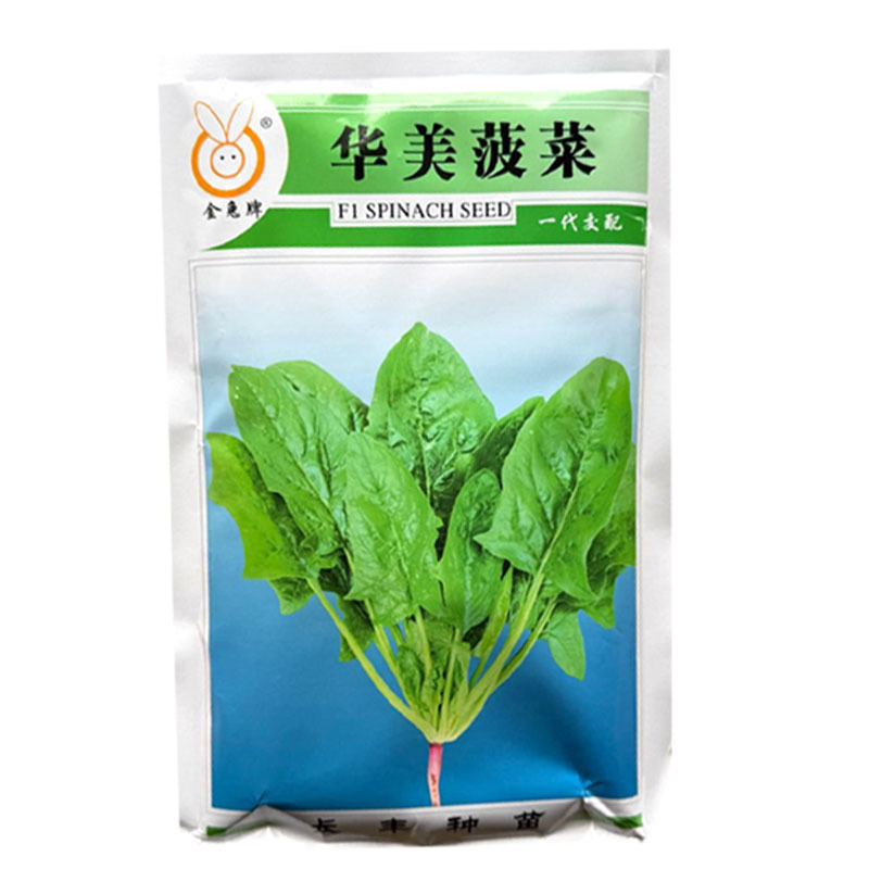 华美菠菜种子杂交早熟大叶菠菜种子半直立耐热大田基地种植