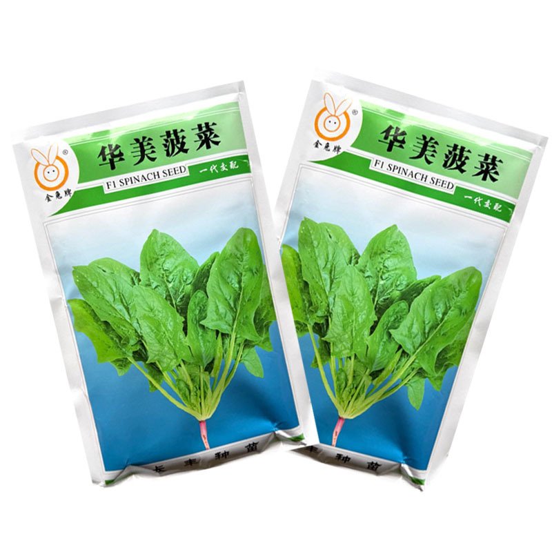 华美菠菜种子杂交早熟大叶菠菜种子半直立耐热大田基地种植