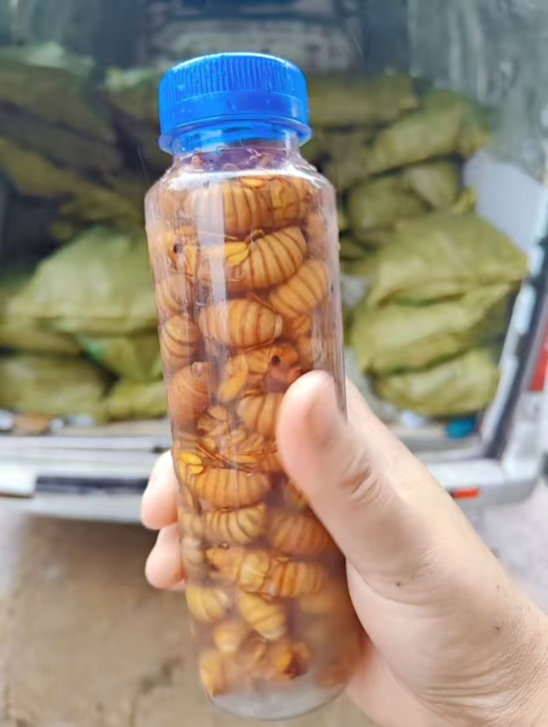 【推荐】山东精品金蝉批发养殖基地可承接电商