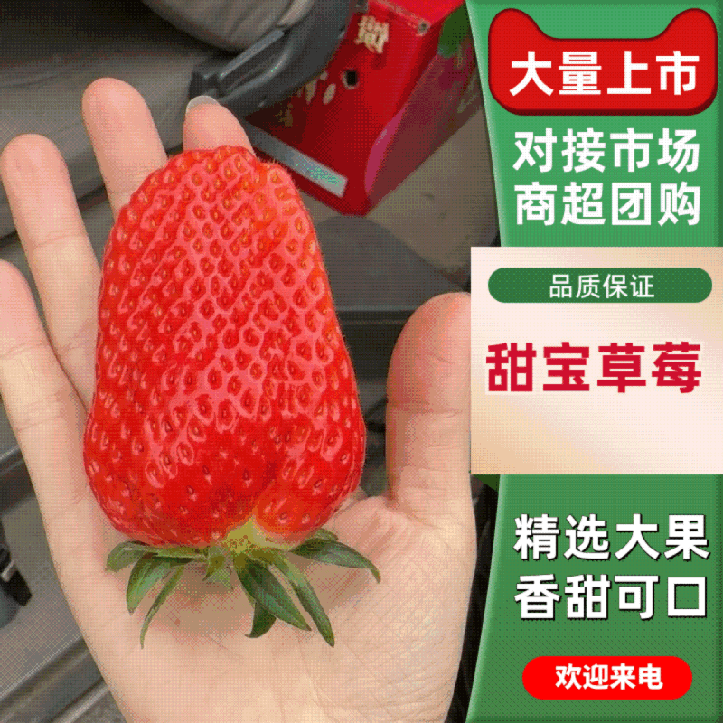 精品奶油草莓鲜摘现发基地直供品质优甜度高可视频看货