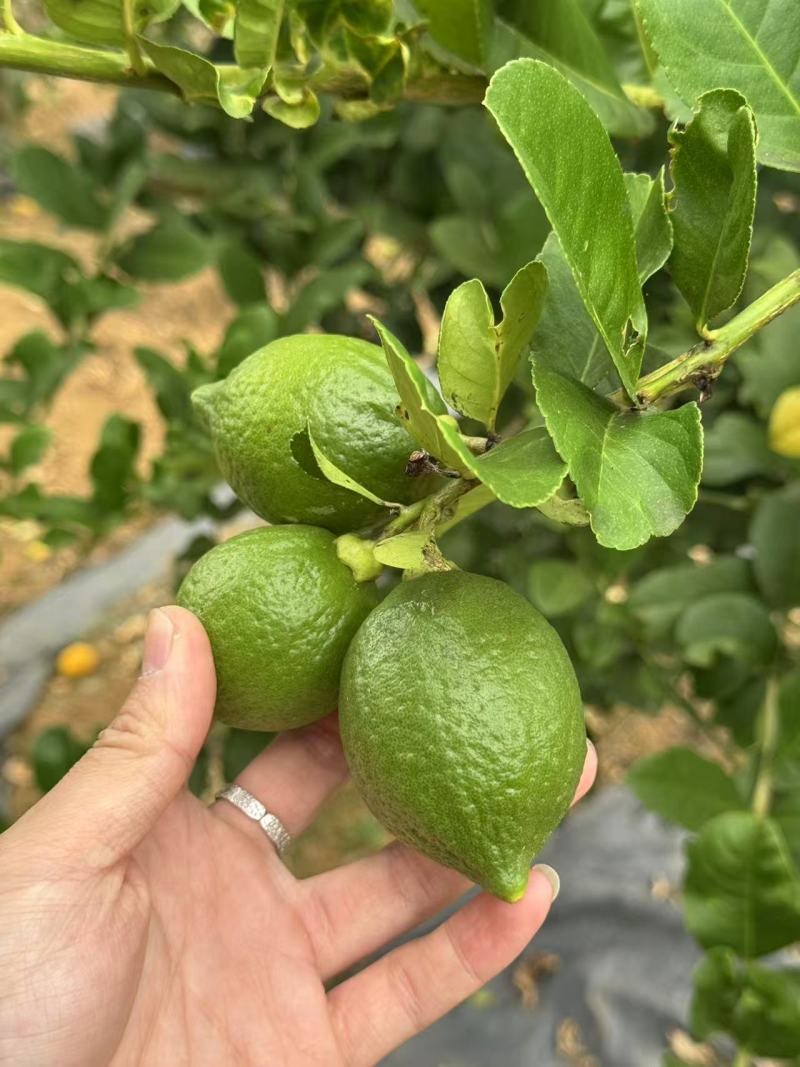 香水柠檬柠檬广东香水柠檬产地直发量大从优对接全国