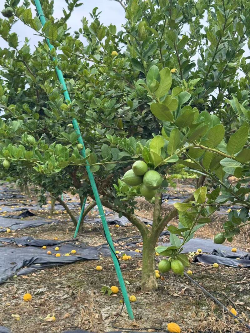 香水柠檬广东香水柠檬产地一手货源视频看货量大从优