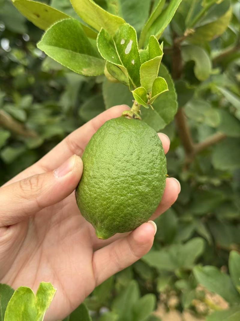 香水柠檬广东香水柠檬产地一手货源视频看货量大从优
