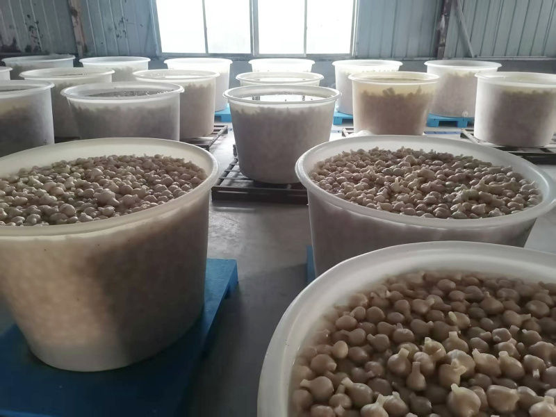 山东金乡25年新蒜酱腌菜腌大蒜泡蒜头盐蒜可做糖蒜糖醋蒜