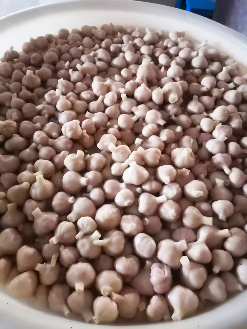 山东金乡25年新蒜酱腌菜腌大蒜泡蒜头盐蒜可做糖蒜糖醋蒜