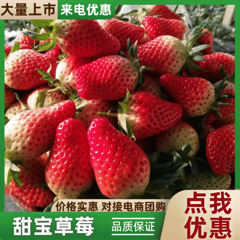 甜宝草莓大量有货支持视频看货，可发往全国市场