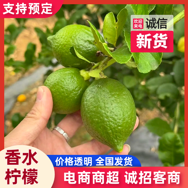 香水柠檬广东香水柠檬产地一手货源视频看货量大从优